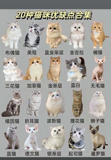 看看你适合养那种猫咪