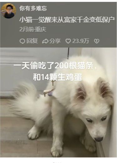 小猫一觉醒来从富家千金变低保户[衰]