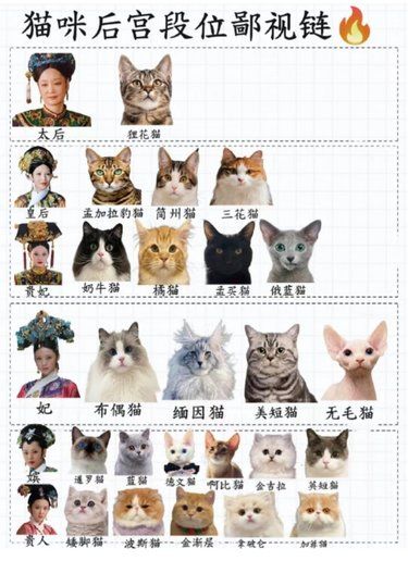 猫咪后宫段位歧视链[流泪]你家的猫咪在坂上吗？