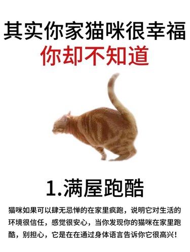 其实你家猫咪很幸福你却不知道
