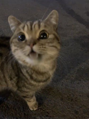 谁敢信这是流浪猫