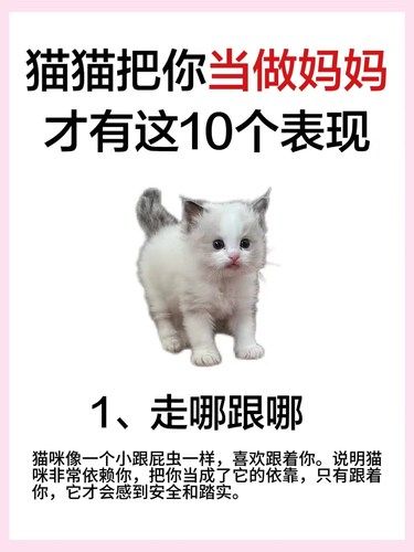 猫咪真正信任你才会有这10个表现