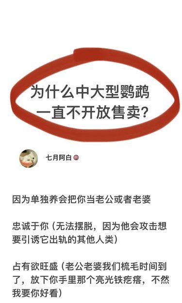 为什么中大型鹦鹉一直不开放售卖❓❓❓