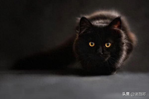 融化心灵的黑家伙 - 黑猫在日本被称为福猫，招爱情。你喜欢吗？