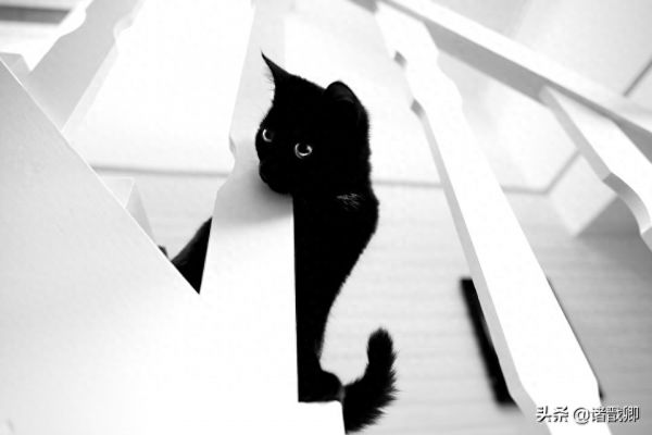 融化心灵的黑家伙 - 黑猫在日本被称为福猫，招爱情。你喜欢吗？