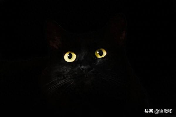 融化心灵的黑家伙 - 黑猫在日本被称为福猫，招爱情。你喜欢吗？