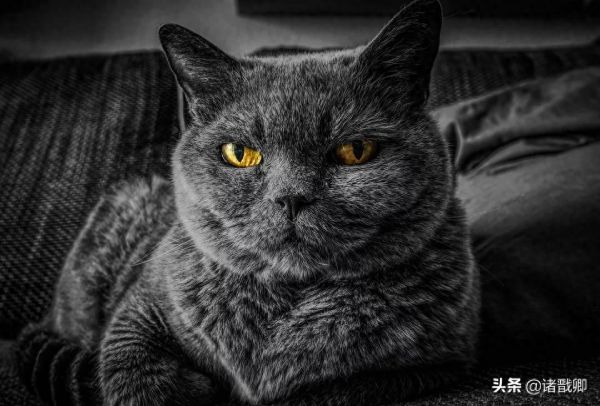 融化心灵的黑家伙 - 黑猫在日本被称为福猫，招爱情。你喜欢吗？