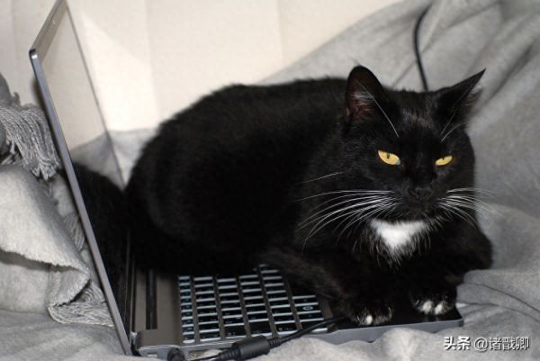 融化心灵的黑家伙 - 黑猫在日本被称为福猫，招爱情。你喜欢吗？
