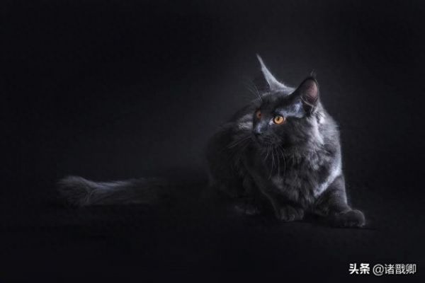融化心灵的黑家伙 - 黑猫在日本被称为福猫，招爱情。你喜欢吗？