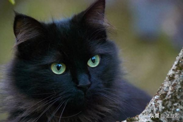 融化心灵的黑家伙 - 黑猫在日本被称为福猫，招爱情。你喜欢吗？