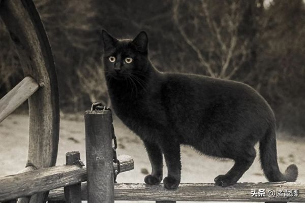 融化心灵的黑家伙 - 黑猫在日本被称为福猫，招爱情。你喜欢吗？