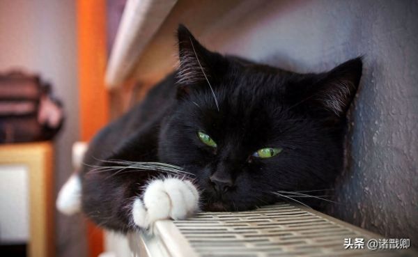 融化心灵的黑家伙 - 黑猫在日本被称为福猫，招爱情。你喜欢吗？