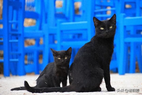 融化心灵的黑家伙 - 黑猫在日本被称为福猫，招爱情。你喜欢吗？