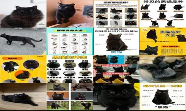 黑猫品种介绍