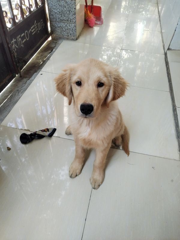 刚养2月的金毛犬