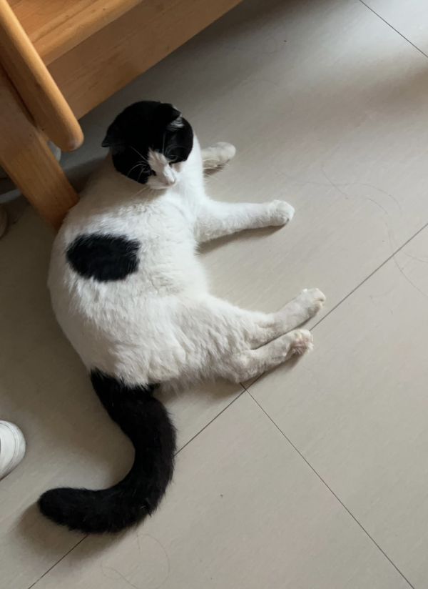 出售猫猫一只