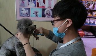养宠物,月入过万?宠物赚钱新选择!