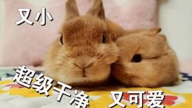 养宠物，月入过万？宠物赚钱新选择！
