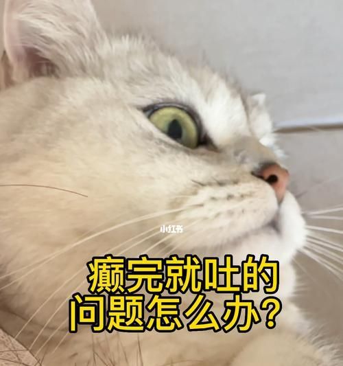 小猫为何频繁呕吐？（解析宠物呕吐的原因及预防措施）