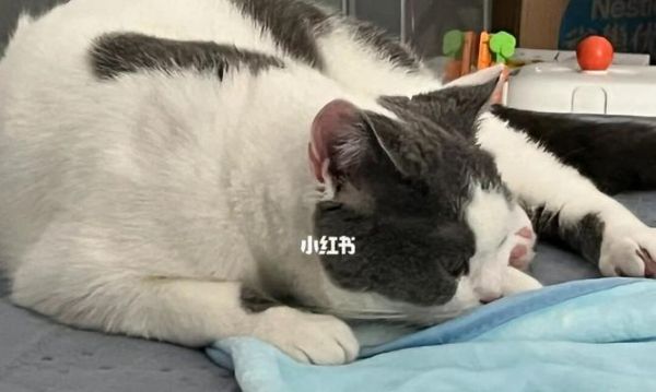 宠物猫严重呕吐黄水，你需要了解的原因和解决方法（注意猫咪健康）