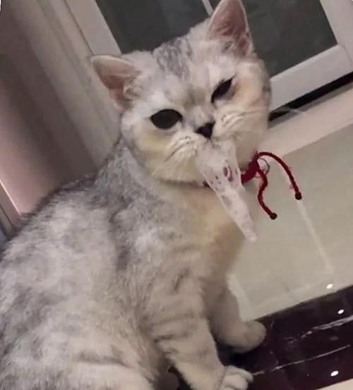 宠物猫咪呕吐白色液体可能的原因（了解猫咪呕吐白色液体）