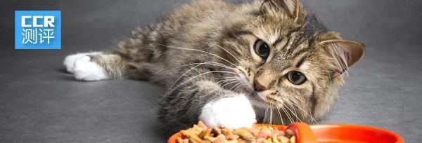 如何解决宠物猫咪呕吐问题（不拉稀的呕吐是怎么回事）