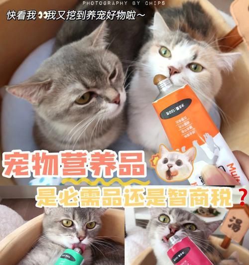 猫咪拉稀呕吐该吃什么药（宠物治疗）