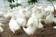鸭怎么养方法 介绍养鸭技巧