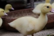 柯尔鸭冬天怎么养
