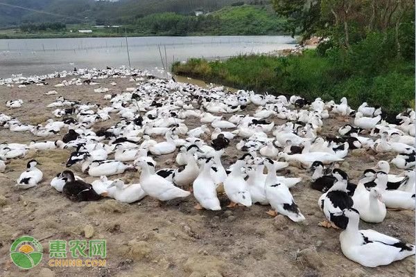 养鸭的方法和技巧-图片版权归惠农网所有
