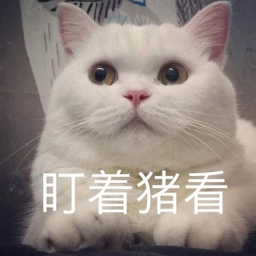 德文卷毛猫价格(盘点很少有人饲养的五个猫咪品种)