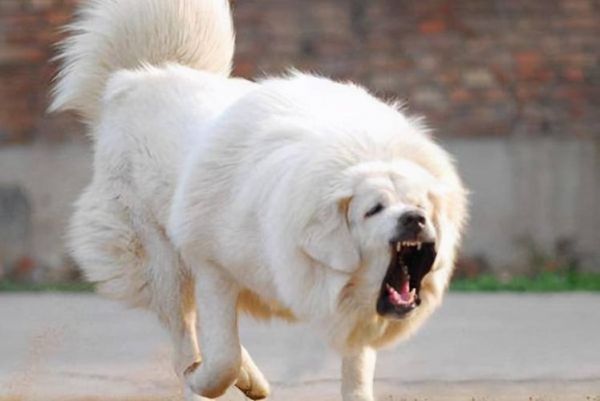 捷克狼犬多少钱一条(关于世界十大昂贵犬种的介绍)