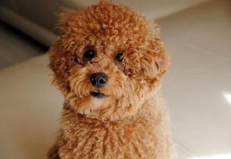 宠物狗泰迪怎么训练（泰迪狗狗训练教程18个技巧）