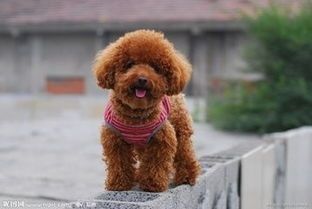 宠物狗如何训练泰迪从基础训练到高级技巧全面指南！