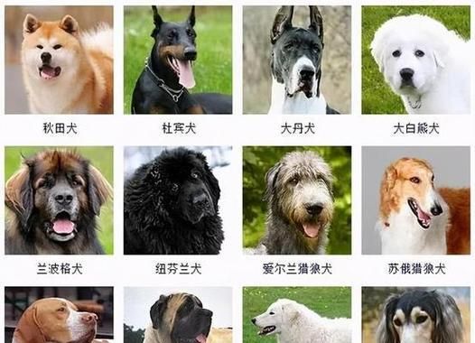 宠物狗的最佳训练时期（挑选宠物狗的关键时刻）