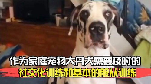 培养宠物狗的服从与社交能力