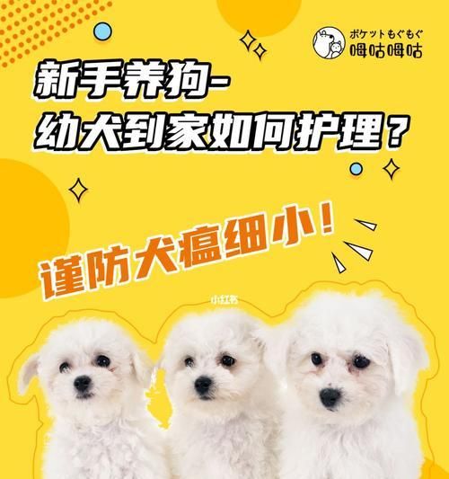如何正确调教幼犬（宠物狗的必备技能与方法）