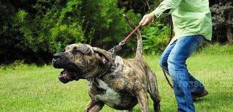 如何训练狗狗不咬人？（从小抓起，培养友善的宠物犬）