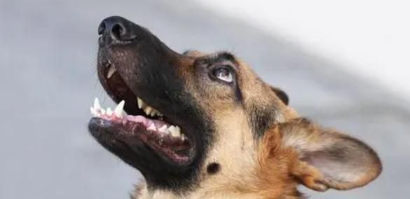 如何训练狗狗不咬人？（从小抓起，培养友善的宠物犬）