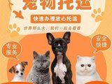 广州猫狗宠物托运本地 靠谱实体店 上门接送