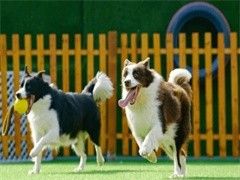 宠物友好型训犬学校广州的服务选择
