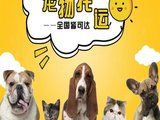天津本地猫狗活体运输 上门接送 空调专车陆运空运