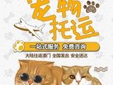天津本地靠谱猫狗活体运输服务 上门接送 空调宠物专车