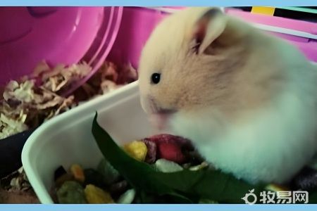 养一只仓鼠多少钱