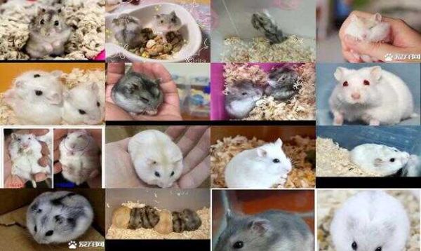 一线仓鼠和三线仓鼠哪个贵