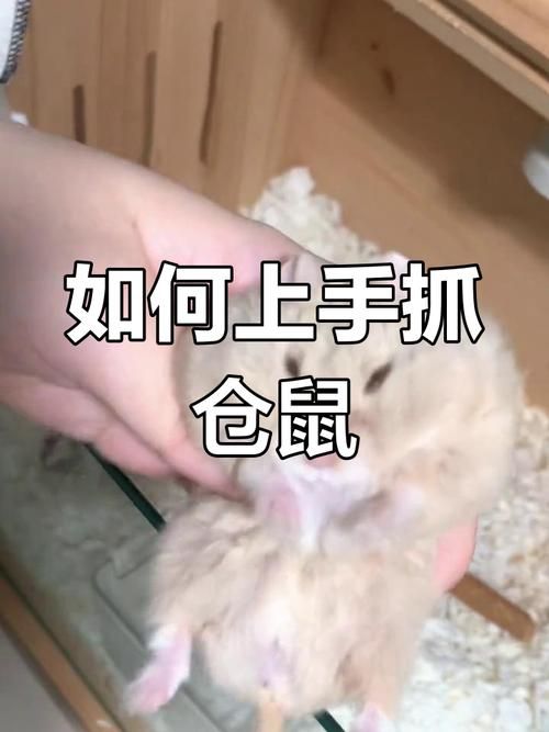 仓鼠哪里抓的到