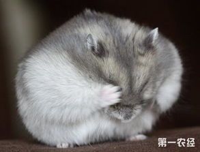 经济实惠好养仓鼠品种多