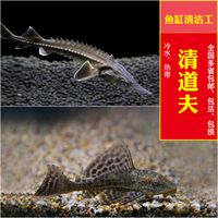 观赏鱼淡水冷水鱼热带清道夫垃圾清洁鱼鲟鱼金鱼活体锦鲤草金包邮