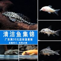 清道夫小型鱼工具鱼老鼠鱼活热带鱼活体观赏鱼清洁鱼冷水鱼异形鱼