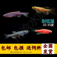 包邮 斑马鱼 耐低温冷水鱼斑马鱼红绿灯淡水鱼小型热带观赏鱼活体